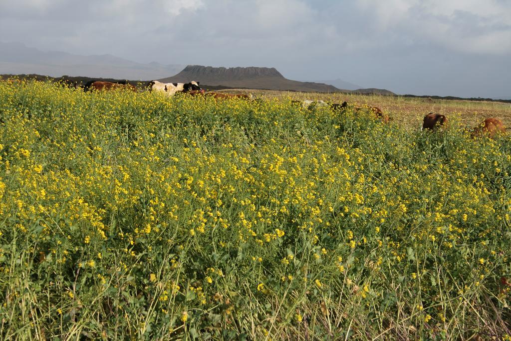 Snorrastadir Farm Holidays Borgarnes Exterior photo